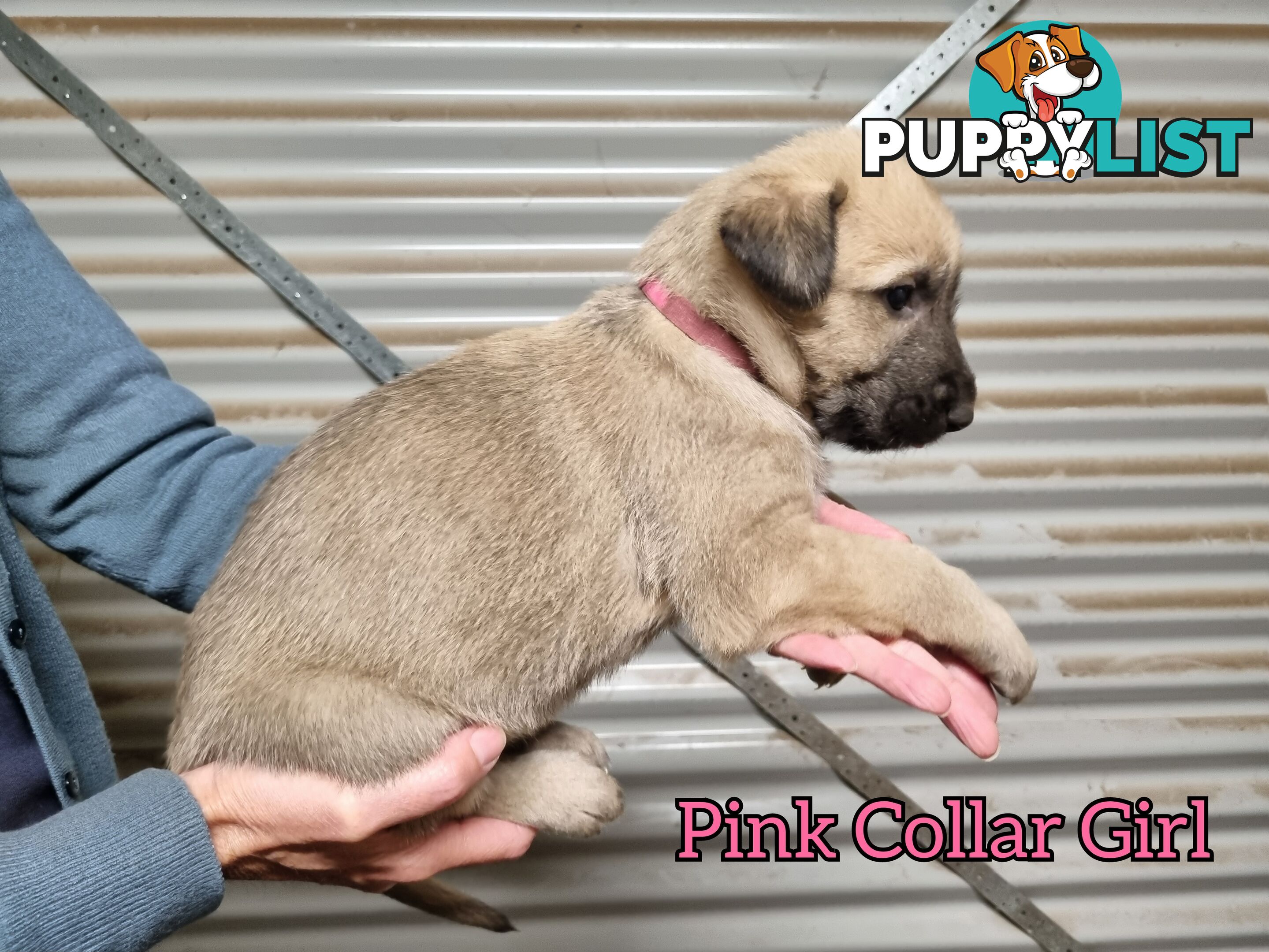 Irish Wolfhound Puppies