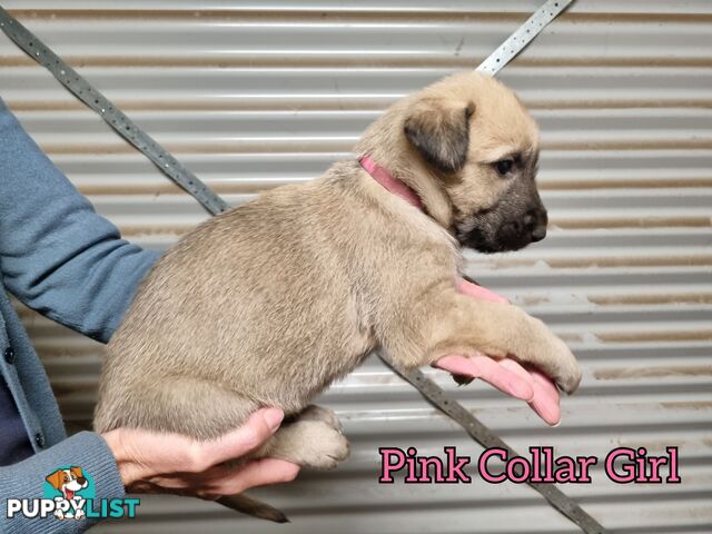 Irish Wolfhound Puppies