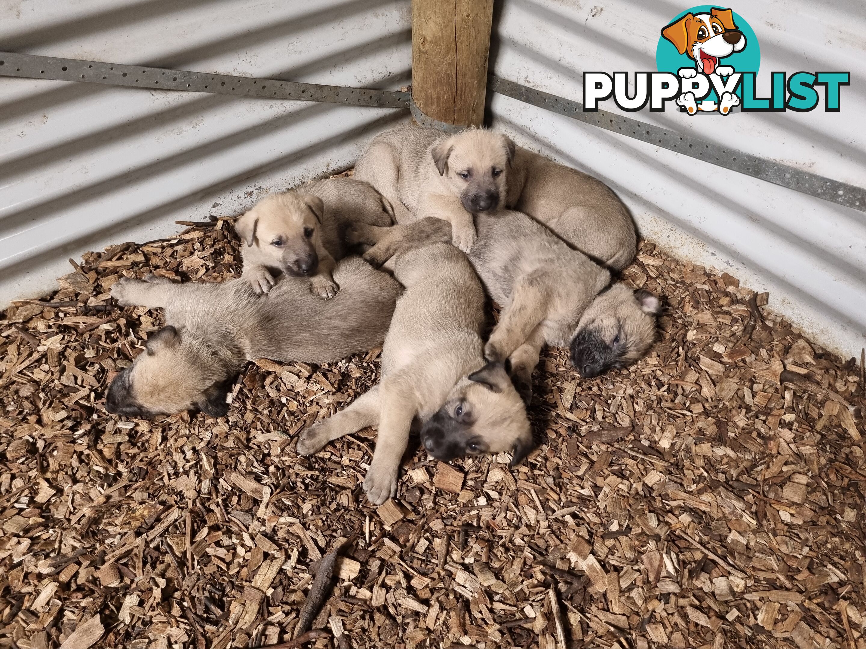 Irish Wolfhound Puppies