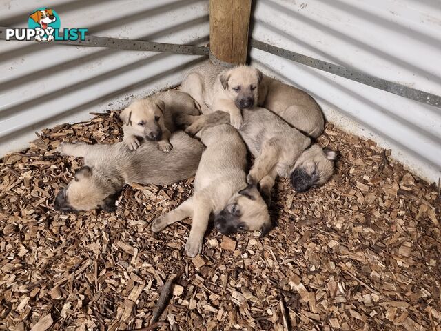 Irish Wolfhound Puppies