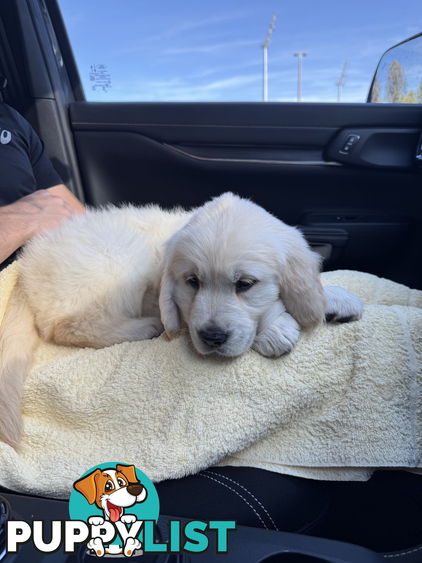Golden Retriever Puppy