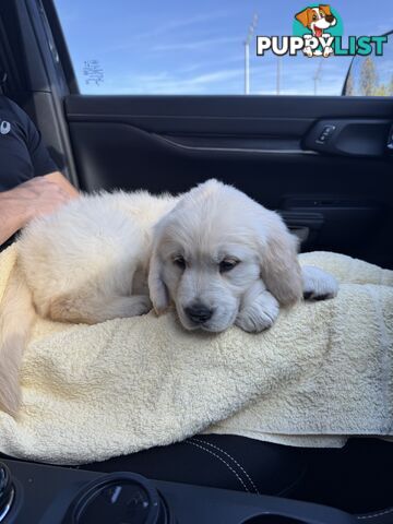 Golden Retriever Puppy