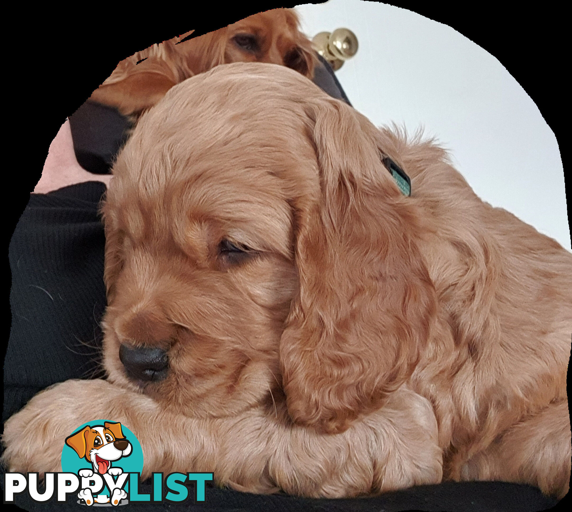 Spoodle puppies avaliable to new homes 20th August
