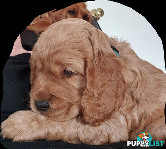 Spoodle puppies avaliable to new homes 20th August