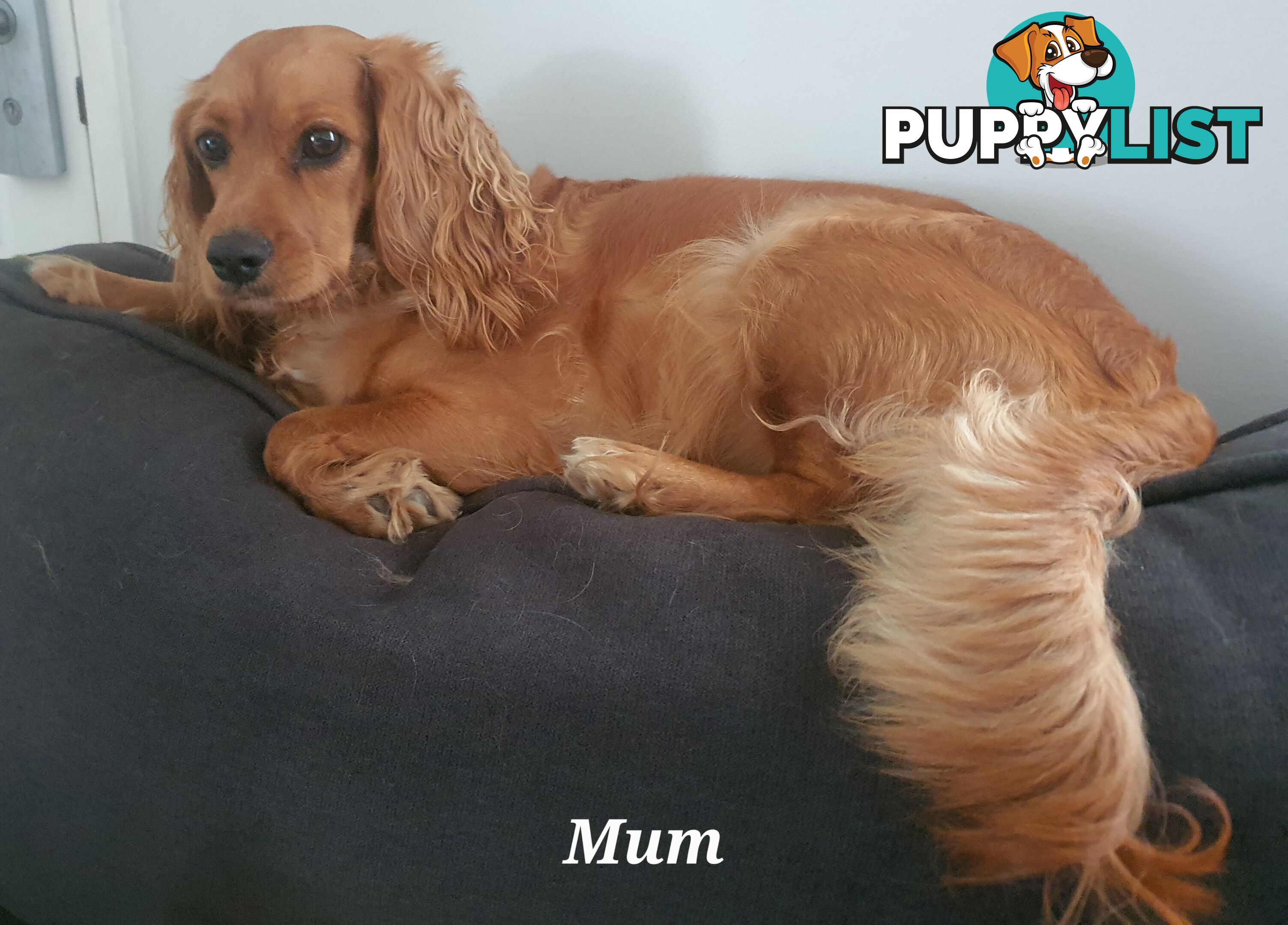 Spoodle puppies avaliable to new homes 20th August
