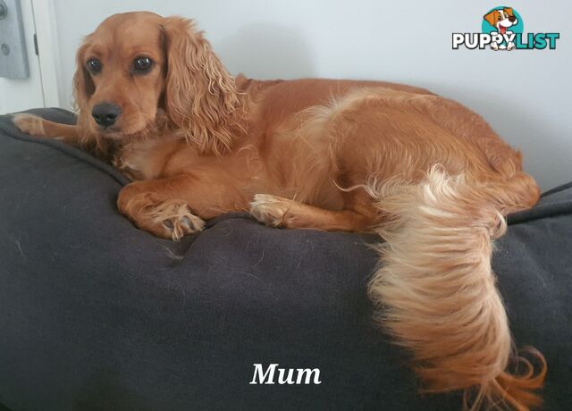 Spoodle puppies avaliable to new homes 20th August