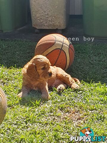 Spoodle puppies avaliable to new homes 20th August