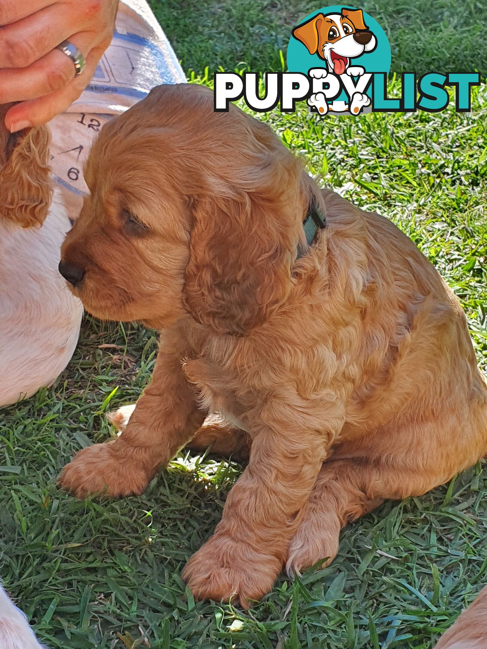 Spoodle puppies avaliable to new homes 20th August