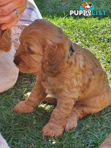 Spoodle puppies avaliable to new homes 20th August