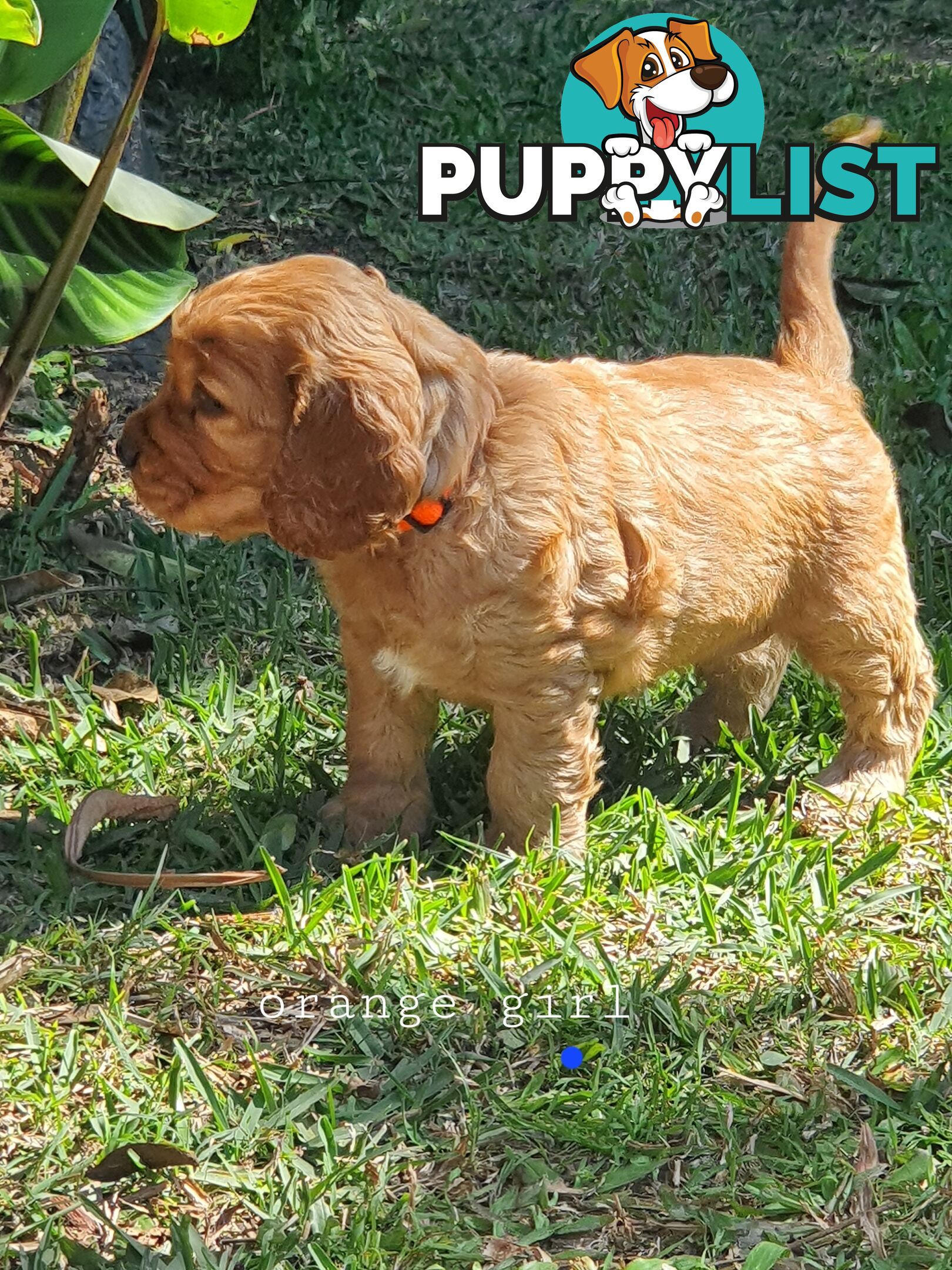 Spoodle puppies avaliable to new homes 20th August