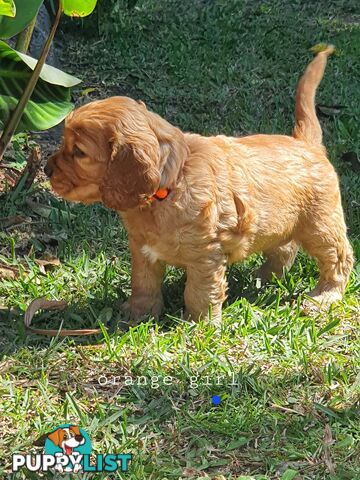 Spoodle puppies avaliable to new homes 20th August