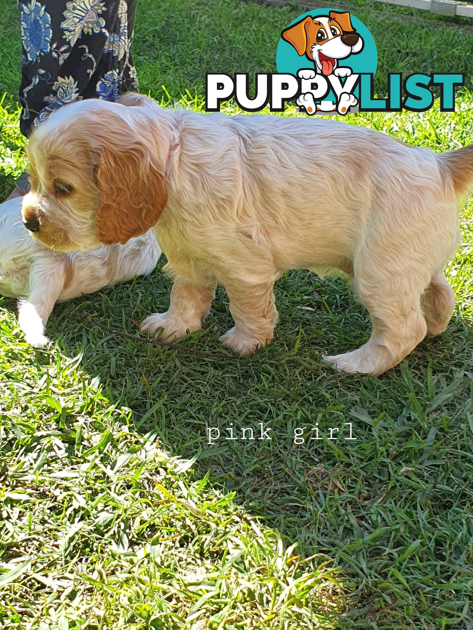 Spoodle puppies avaliable to new homes 20th August
