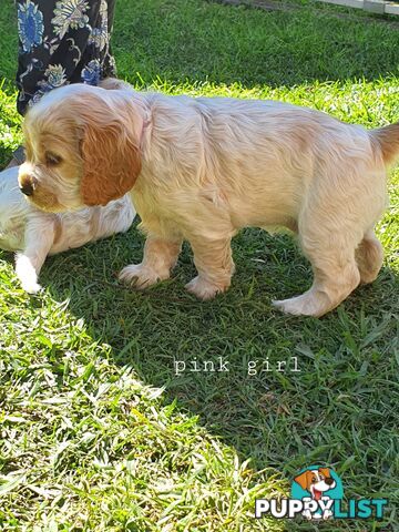 Spoodle puppies avaliable to new homes 20th August