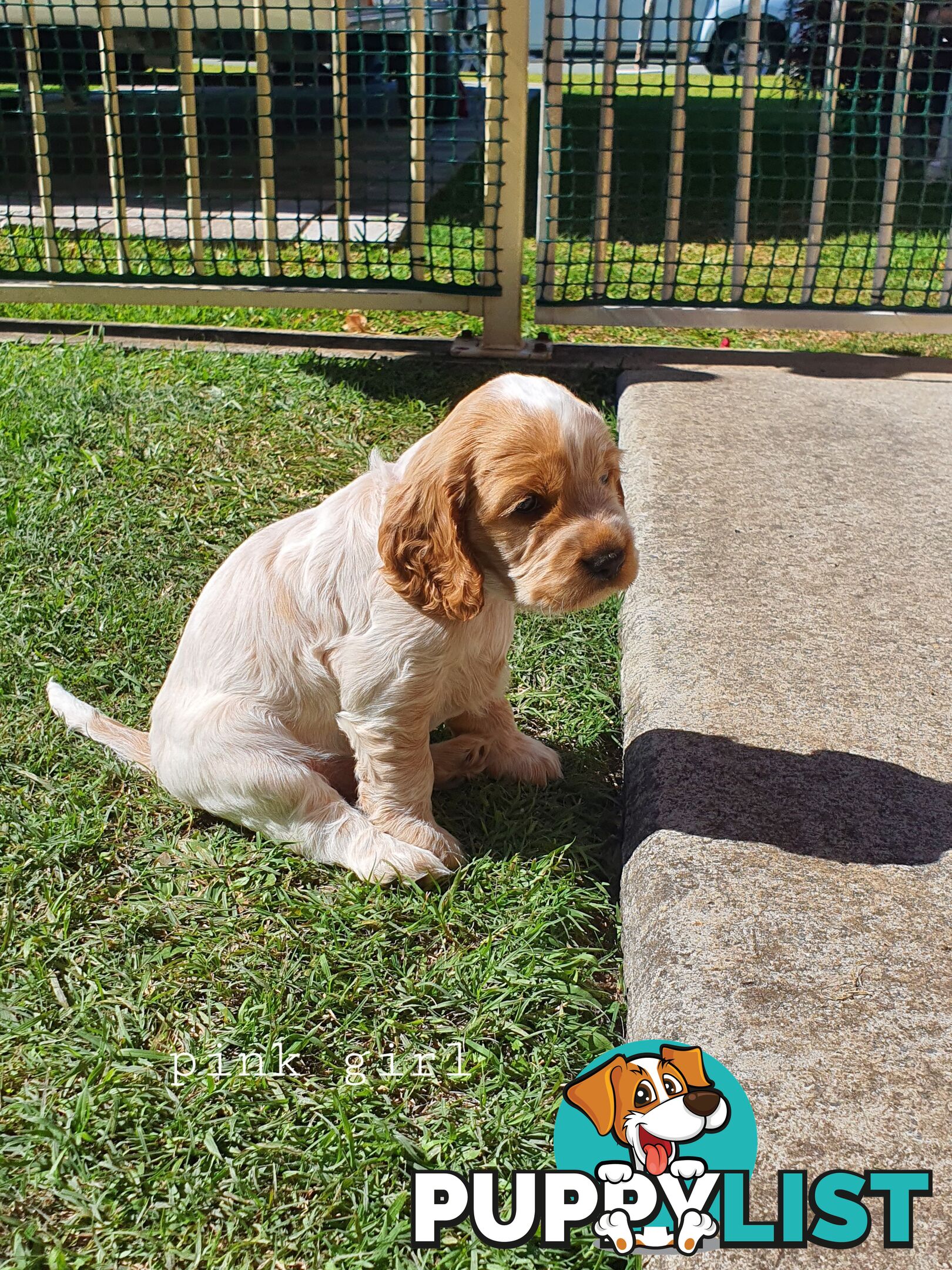 Spoodle puppies avaliable to new homes 20th August