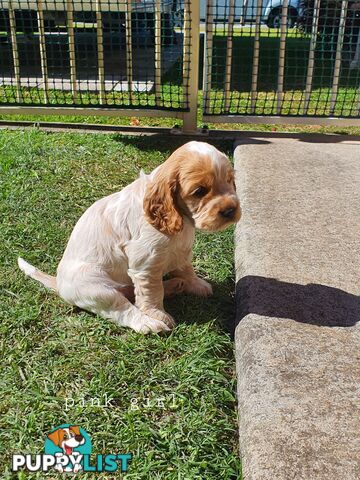 Spoodle puppies avaliable to new homes 20th August