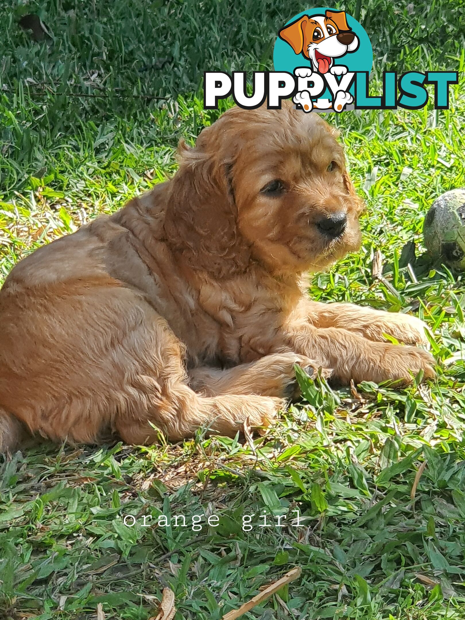Spoodle puppies avaliable to new homes 20th August