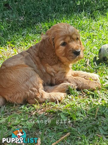 Spoodle puppies avaliable to new homes 20th August