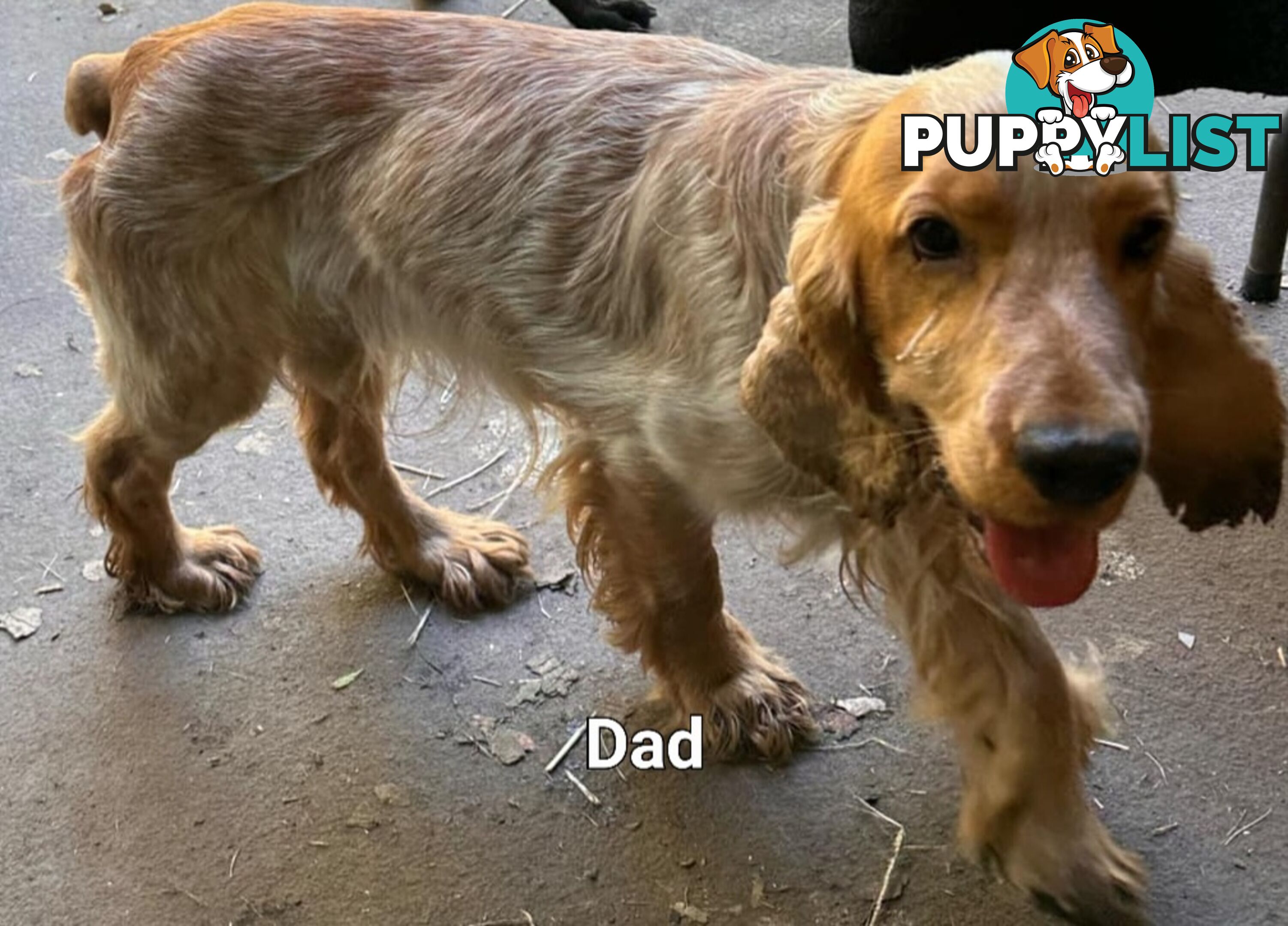 Spoodle puppies avaliable to new homes 20th August