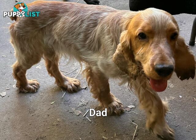 Spoodle puppies avaliable to new homes 20th August