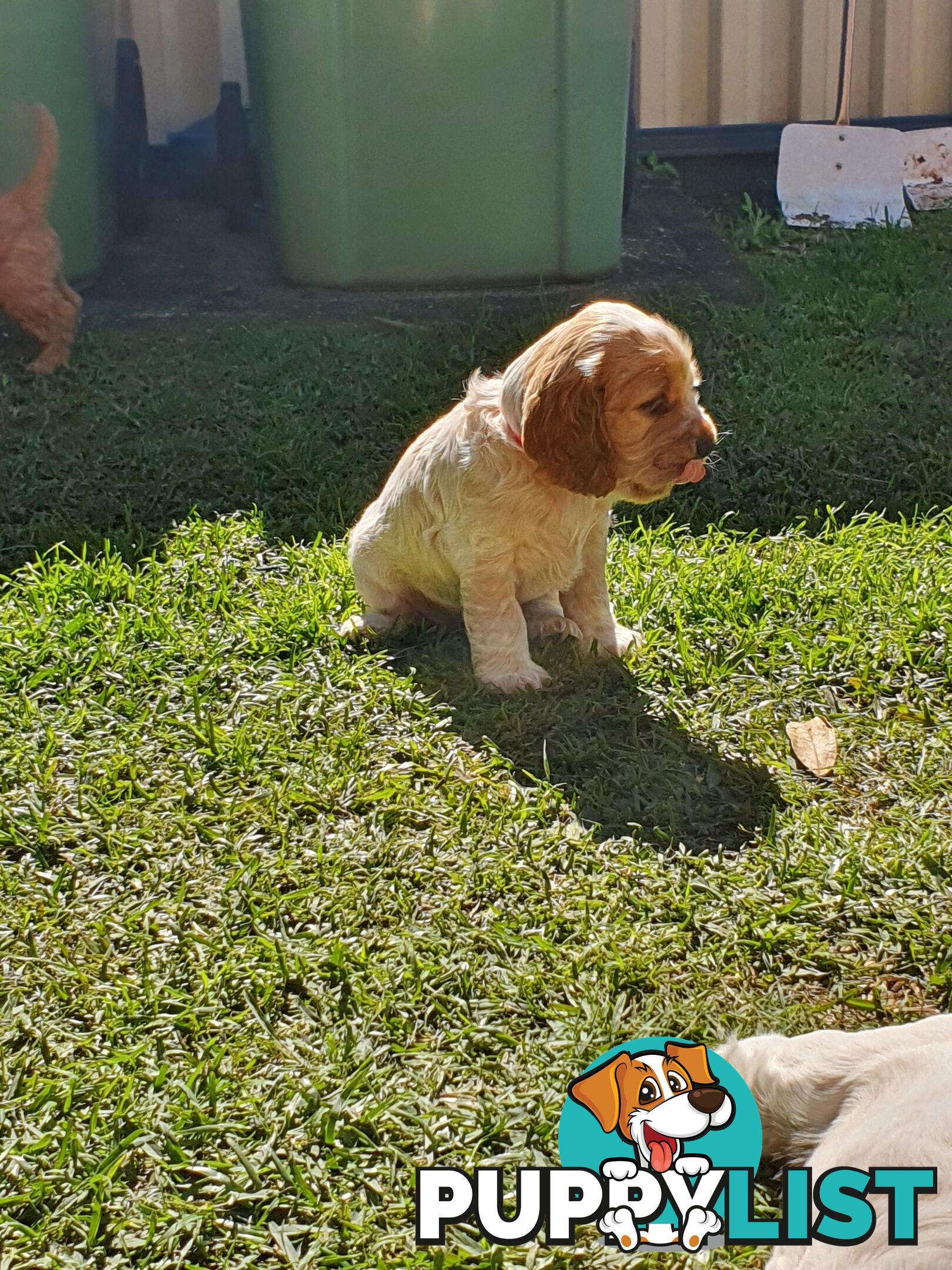 Spoodle puppies avaliable to new homes 20th August
