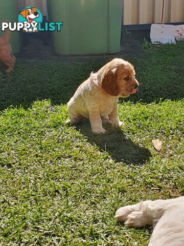 Spoodle puppies avaliable to new homes 20th August