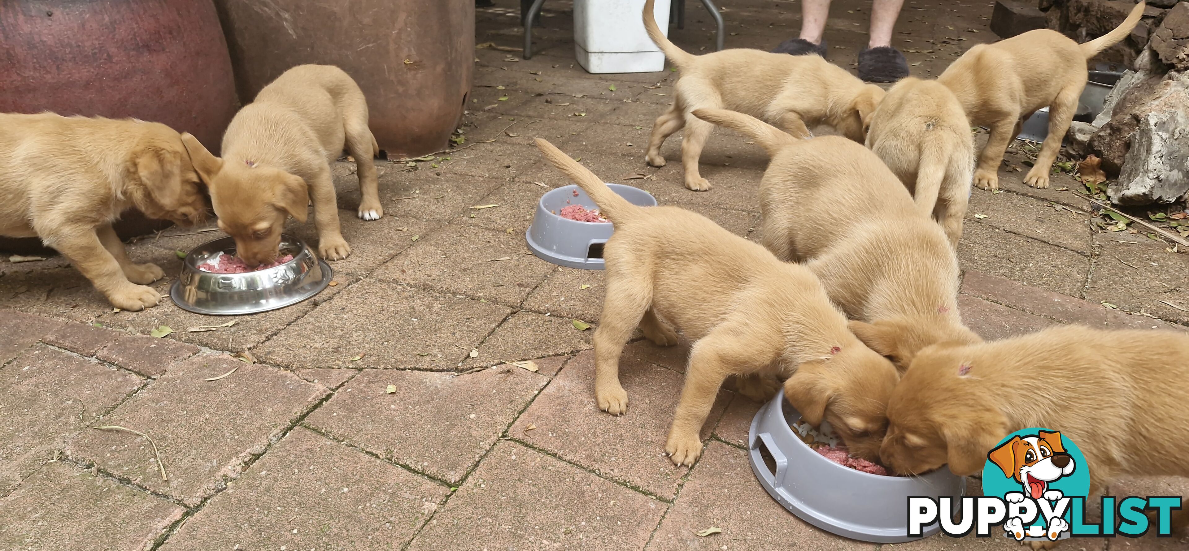 Rare Fox-Reds raring to go