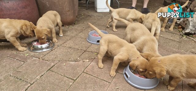 Rare Fox-Reds raring to go