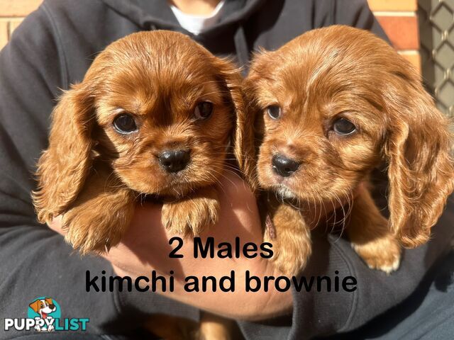 Cavalier King Charles Spaneils Puppies for sale