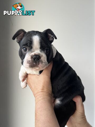 Boston Terrier Puppies