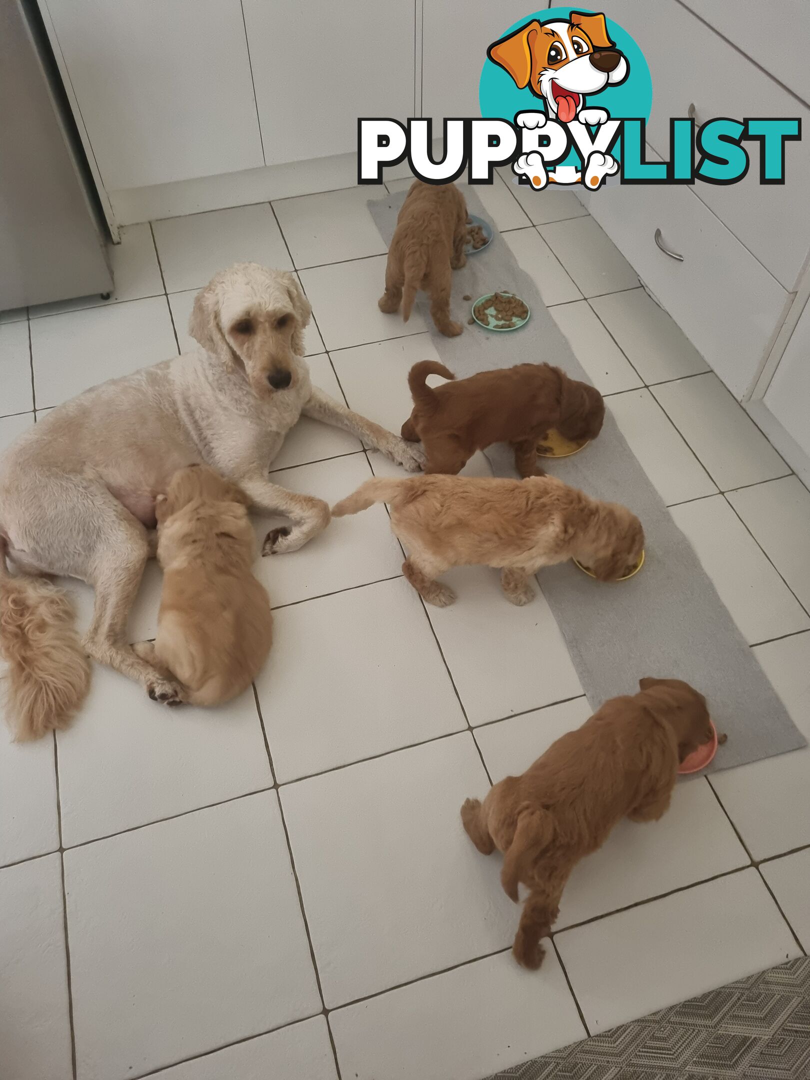 Groodle puppies for sale