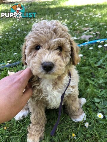 Toy cavoodle puppies 2nd generation