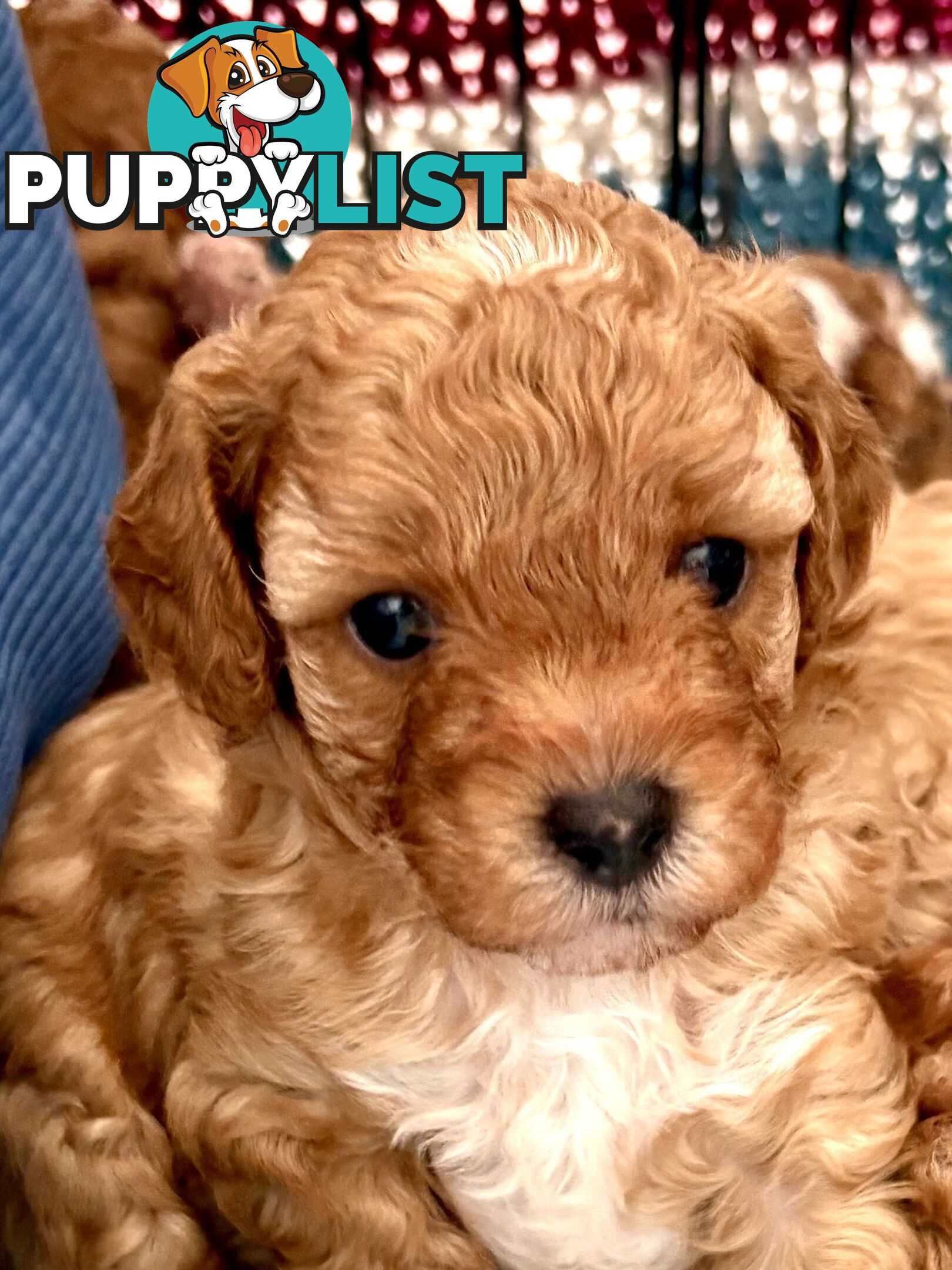 Cavoodle Puppy for sale