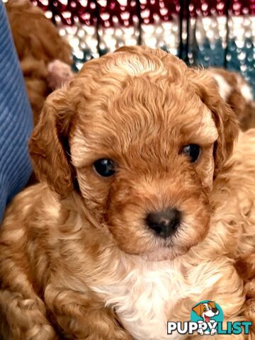 Cavoodle Puppy for sale