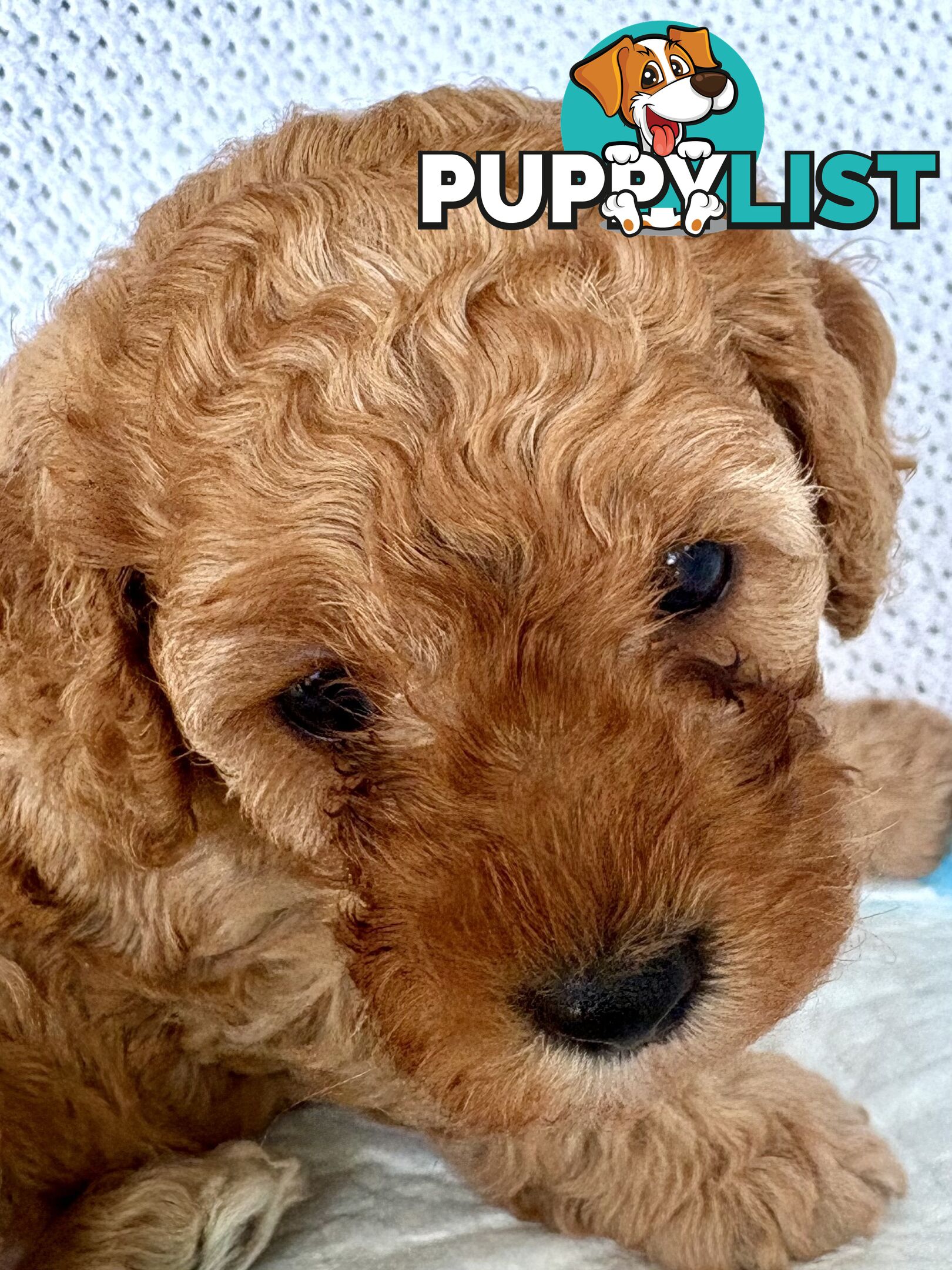 Cavoodle Puppy for sale