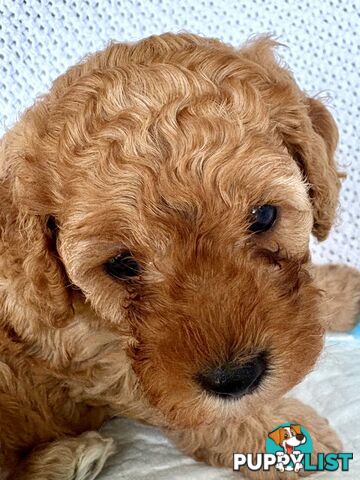 Cavoodle Puppy for sale