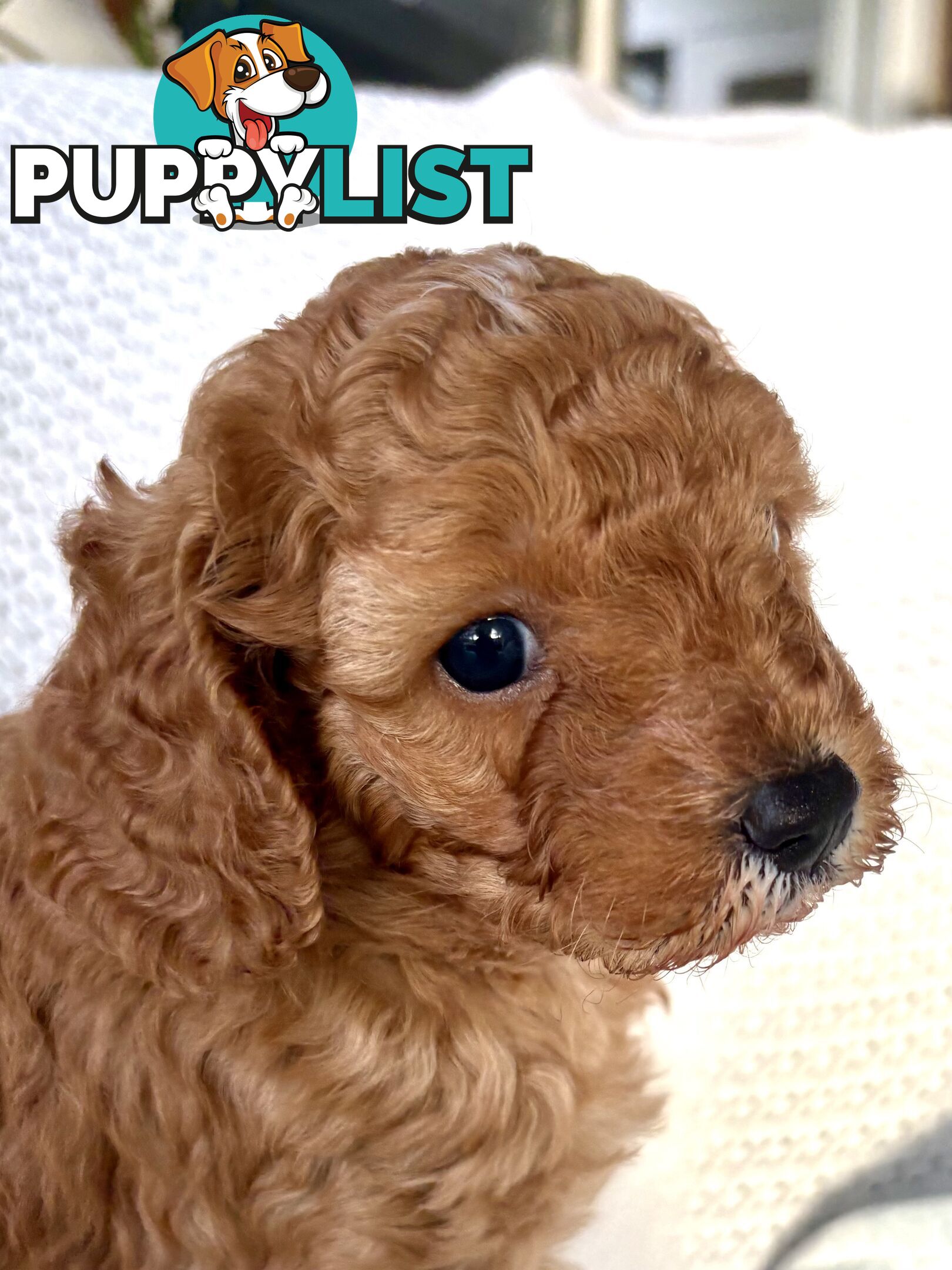 Cavoodle Puppy for sale