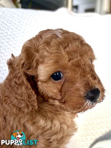 Cavoodle Puppy for sale