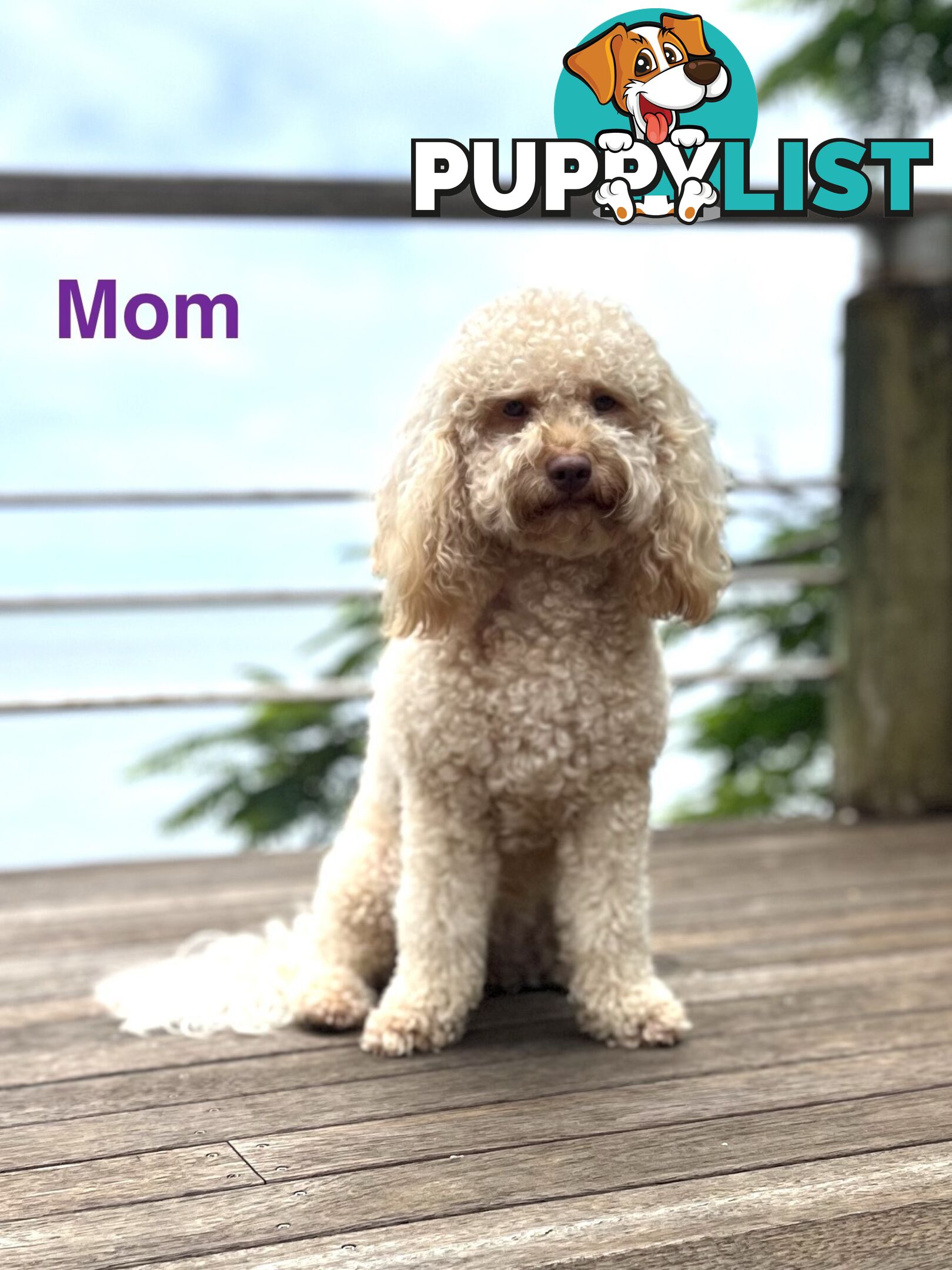 Cavoodle Puppy for sale