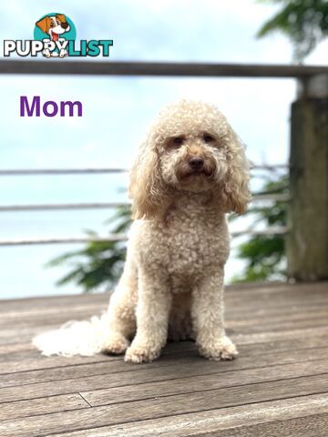 Cavoodle Puppy for sale