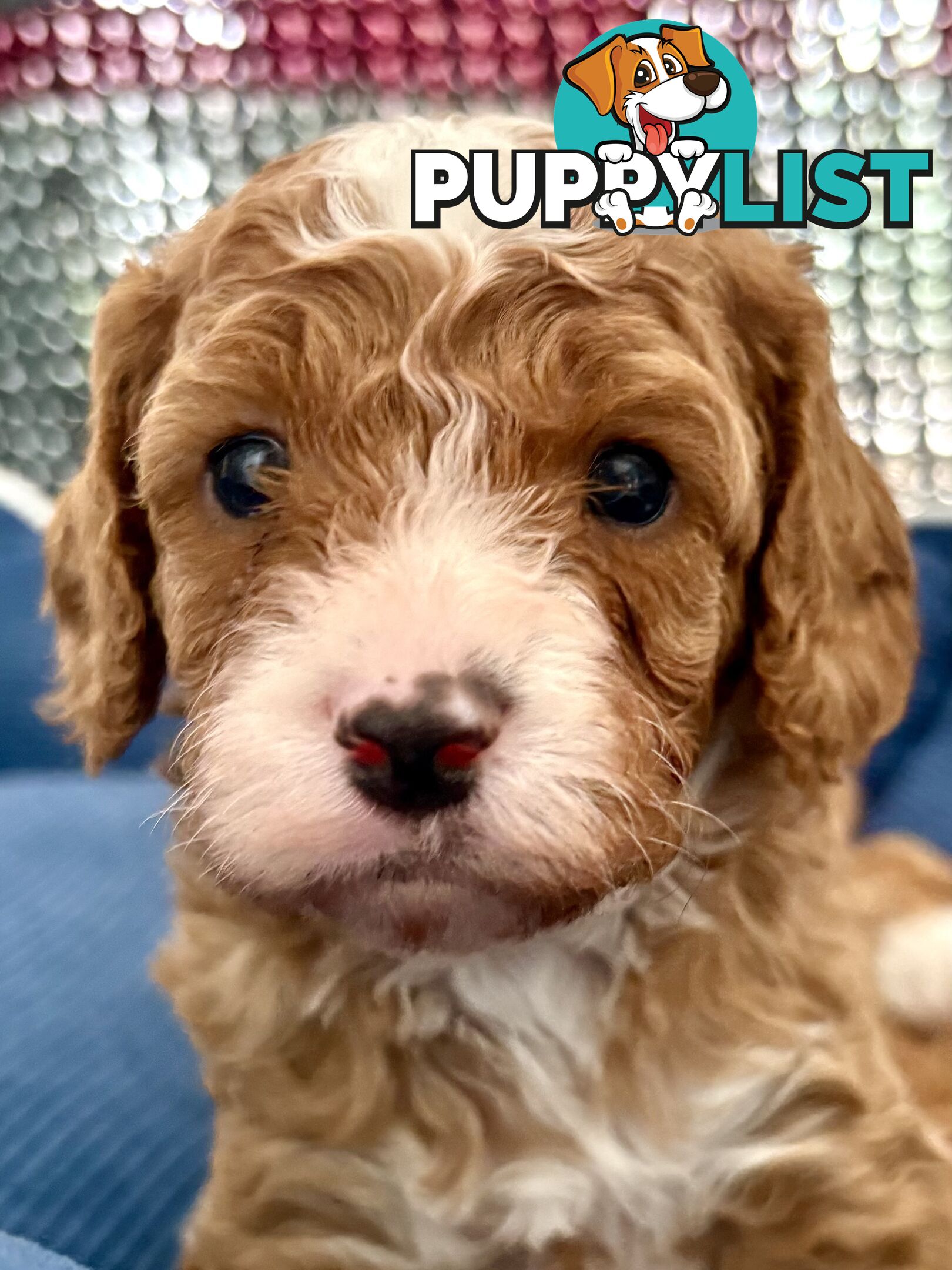 Cavoodle Puppy for sale