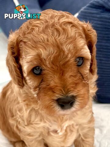 Cavoodle Puppy for sale