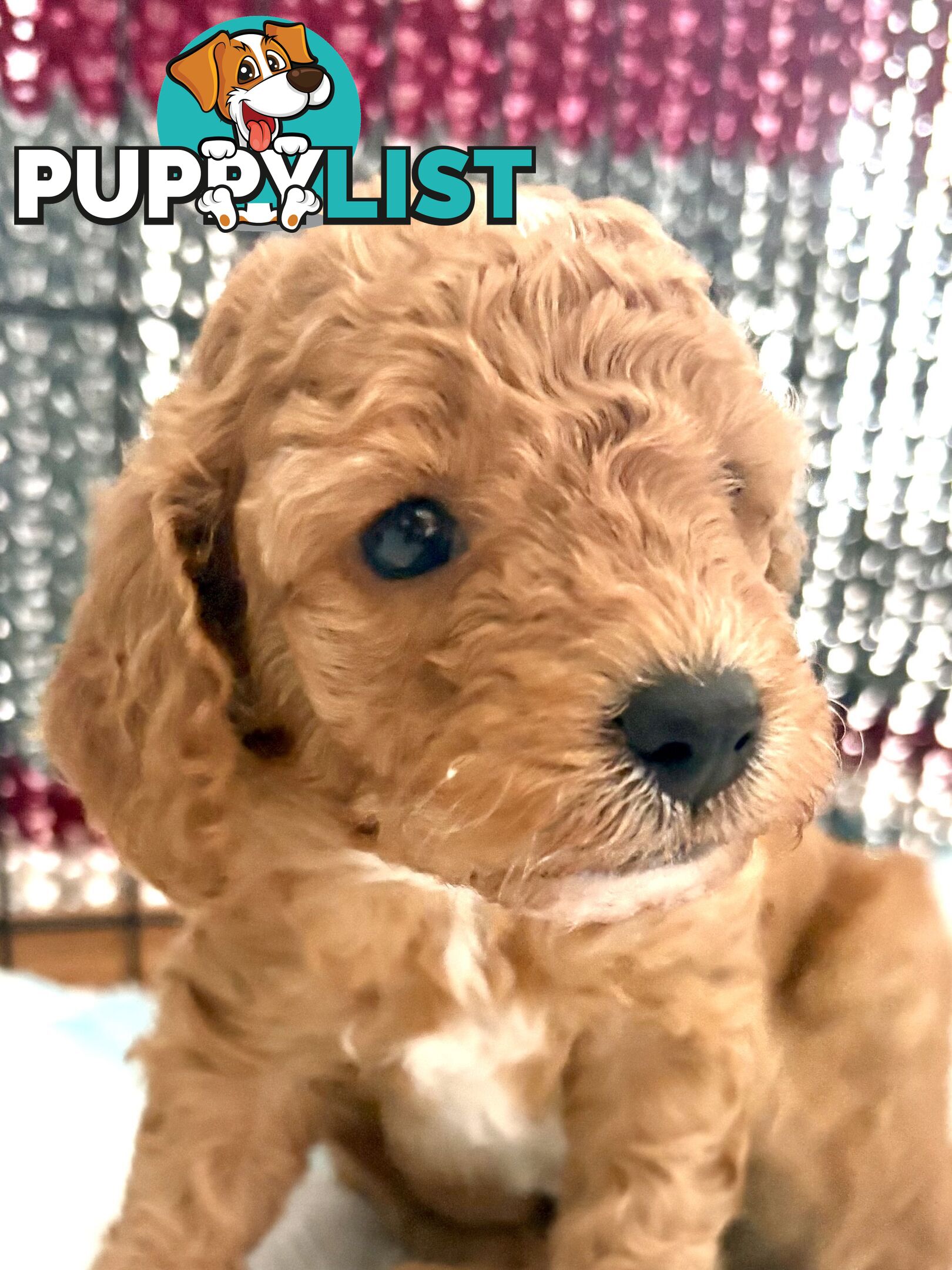 Cavoodle Puppy for sale