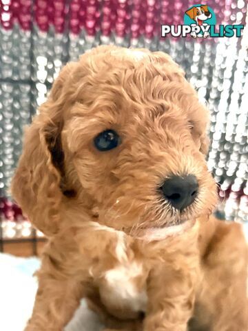 Cavoodle Puppy for sale