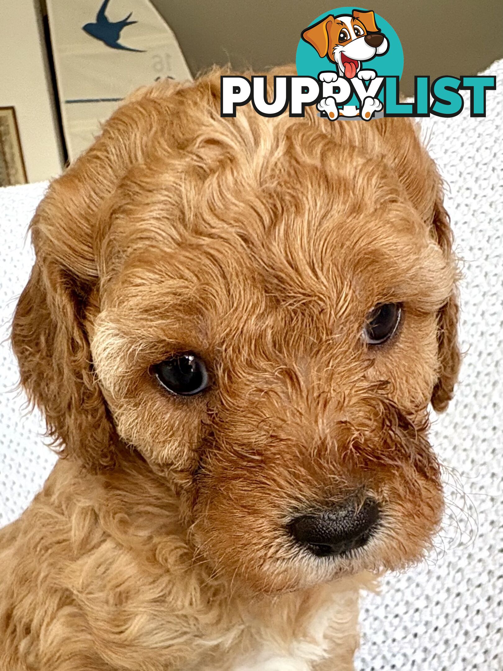 Cavoodle Puppy for sale
