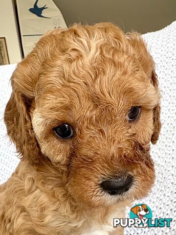 Cavoodle Puppy for sale