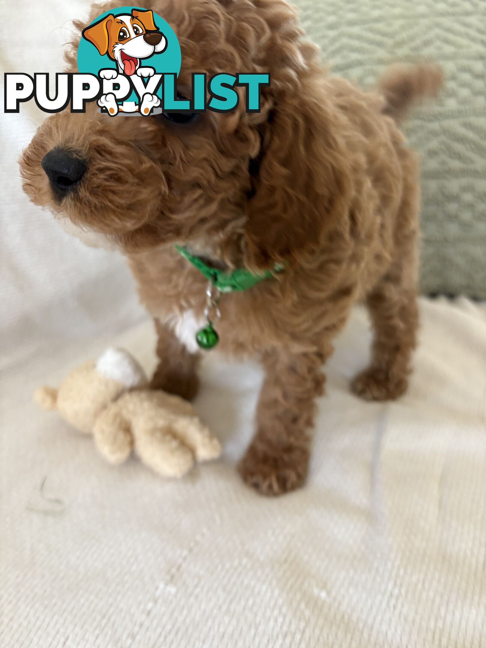 Cavoodle Puppies Available Now