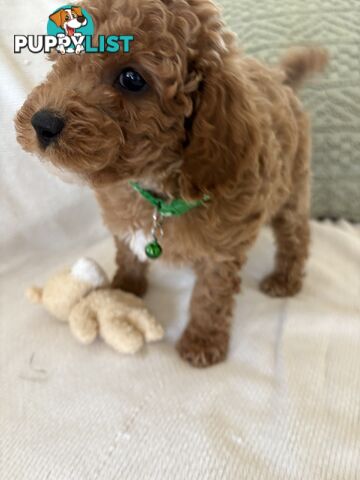 Cavoodle Puppies Available Now