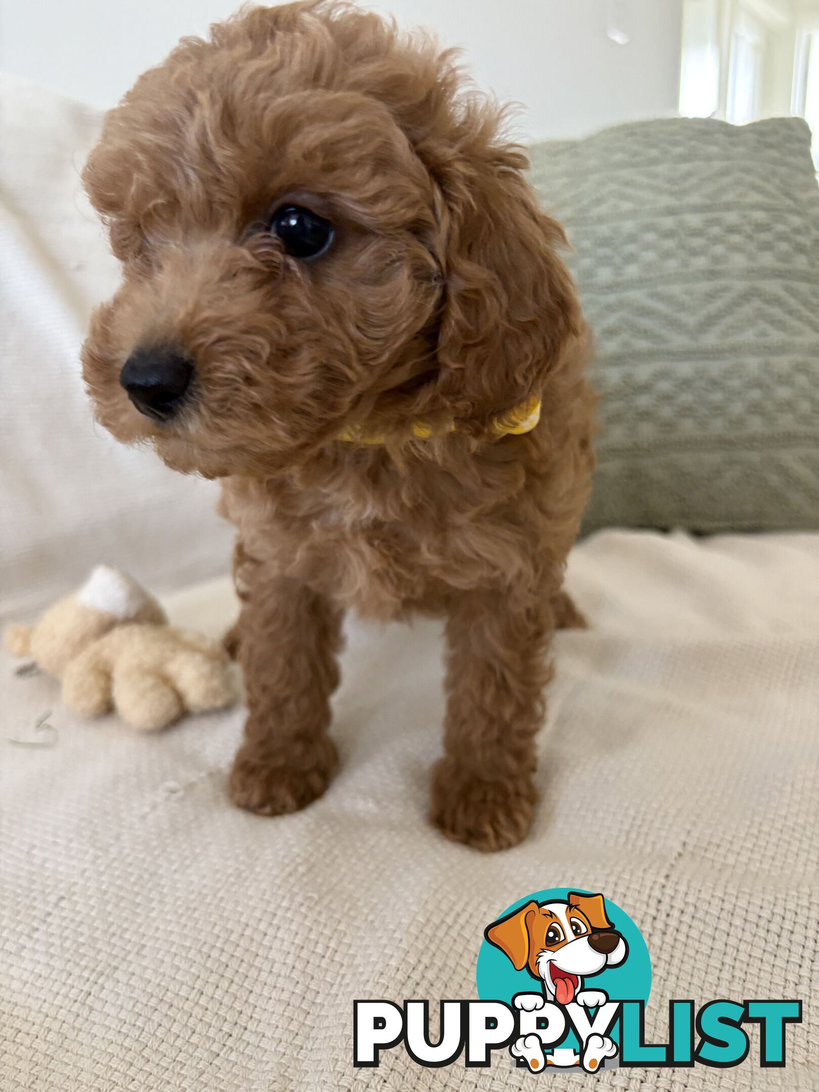 Cavoodle Puppies Available Now