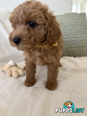 Cavoodle Puppies Available Now