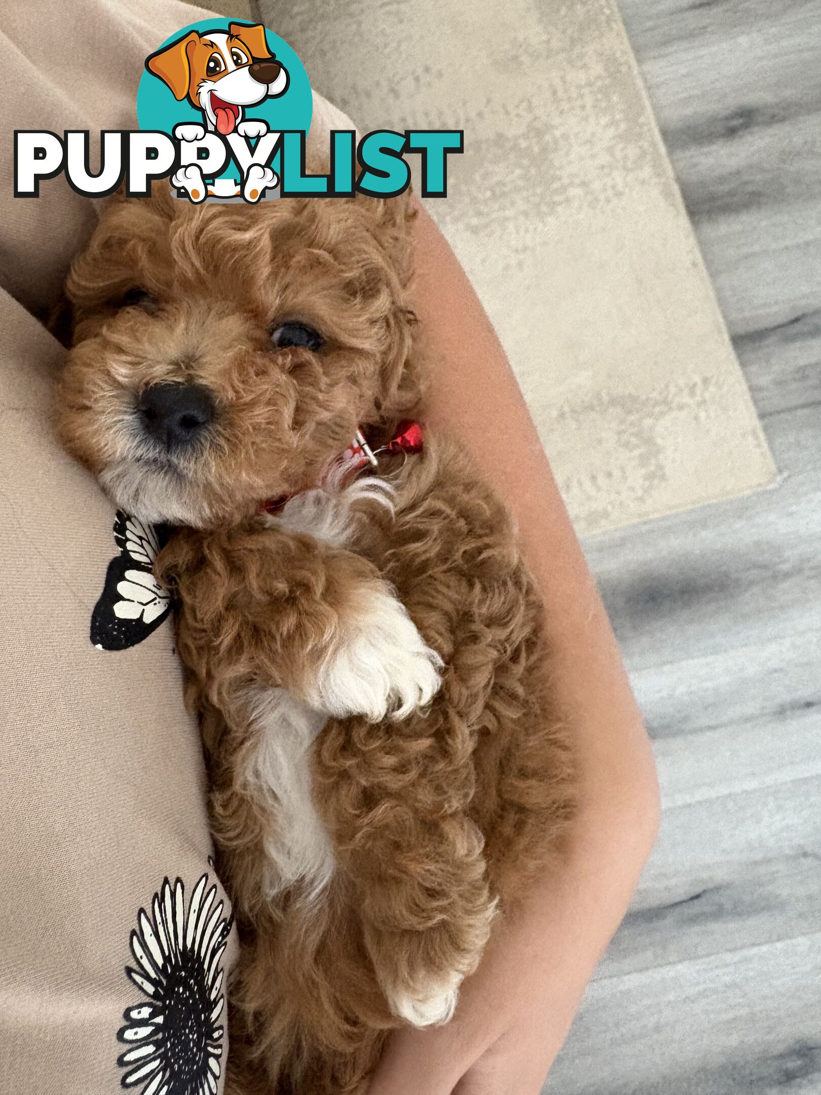 Cavoodle Puppies Available Now